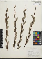 Foto von Salix planifolia Pursh